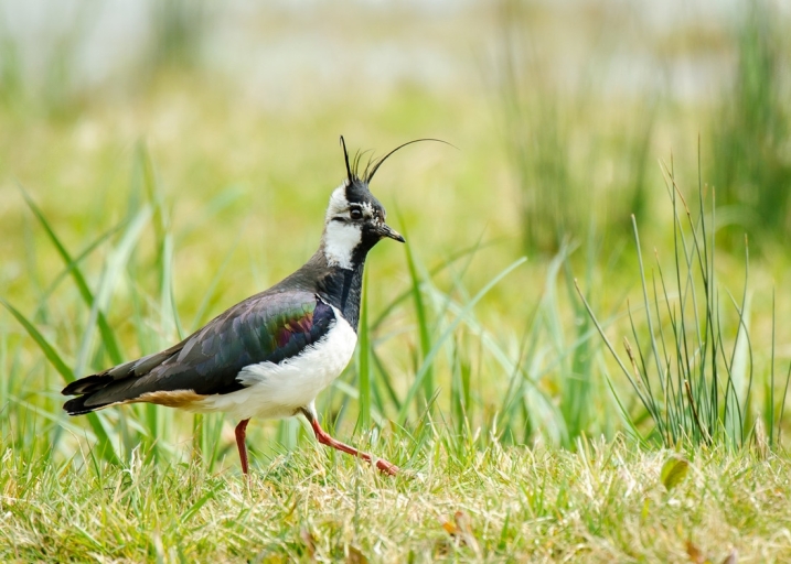 A lapwing walking across the grass